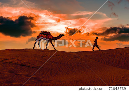 Cameleers, camel Drivers at sunset. 71048789