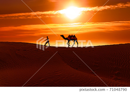 Cameleers, camel Drivers at sunset.  71048790
