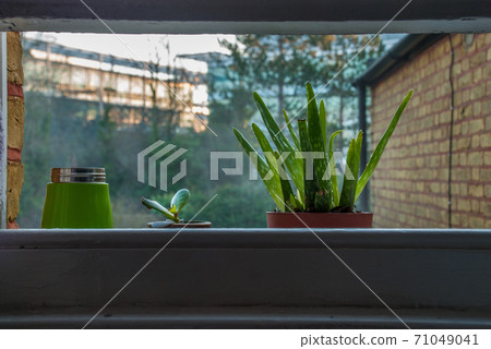 Aloe on the window, decorated with succulent pots 71049041
