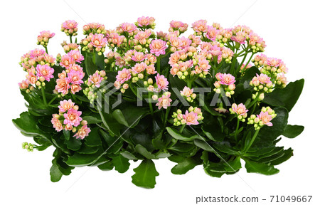 Shrubs of kalanchoe flowers 71049667