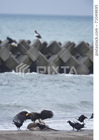 Steller's sea eagle and crows (Hokkaido) Steller's sea eagle and crows (Hokkaido) 71049695