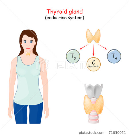 thyroid gland hormones. 71050051