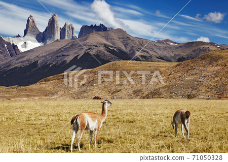 Torres del Paine, Patagonia, Chile 71050328