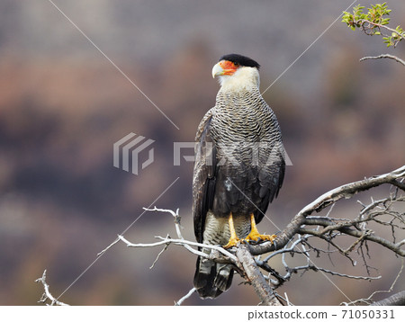 Southern crested caracara 71050331
