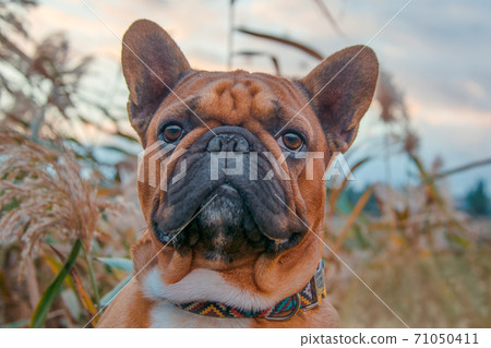 french bulldog walking on a path in the grass french bulldog walking on a path in the grass 71050411