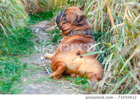 french bulldog walking on a path in the grass french bulldog walking on a path in the grass 71050412