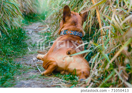 french bulldog walking on a path in the grass french bulldog walking on a path in the grass 71050413