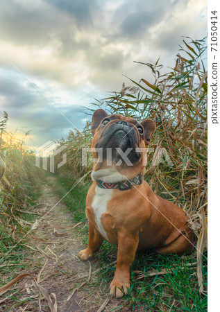 french bulldog walking on a path in the grass french bulldog walking on a path in the grass 71050414