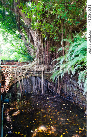 Banyan trees grow on the ditches made of red bricks 71050631