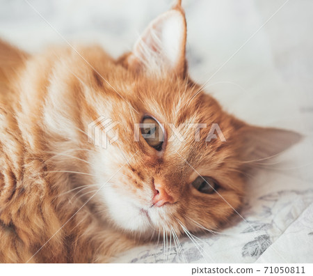 Close up portrait of cute ginger cat lying on bed. Curious and funny pet. Fuzzy domestic animal. Close up portrait of cute ginger cat lying on bed. Curious and funny pet. Fuzzy domestic animal. 71050811