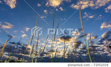 grass gold with blue sky in grass land grass gold with blue sky in grass land 71052334