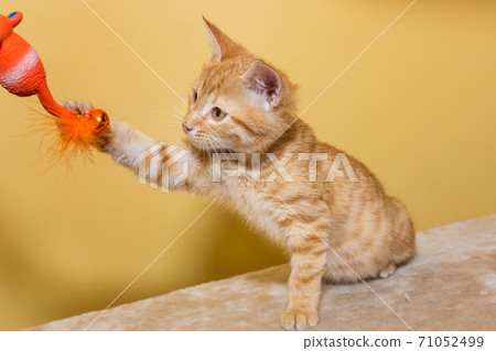 Small red kitten plays with a toy 71052499