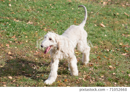 Afghan hound puppy is walking in the autumn park. 71052668
