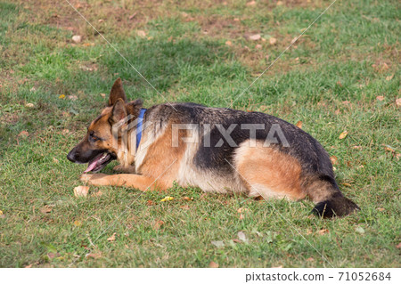 German shepherd dog is lying in the autumn park. German shepherd dog is lying in the autumn park. 71052684
