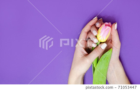 Female manicure on a bright background. Purple 71053447