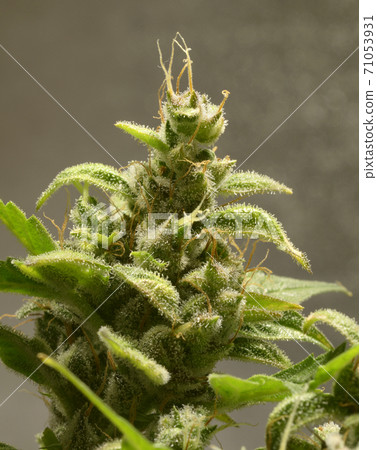 Cannabis buds blooming flowers, trichomes in the inflorescence of the plant visible 71053931