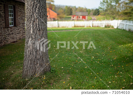 Rouh tree trunk off center in green yard with defocused copy space. 71054010