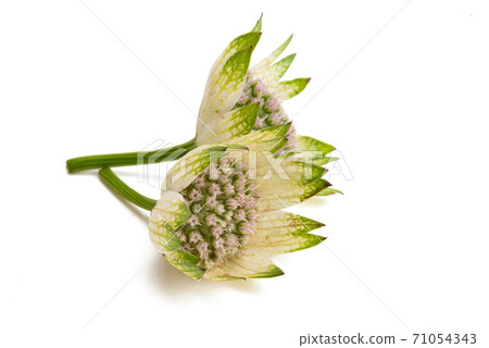 Astrantia flower isolated Astrantia flower isolated 71054343