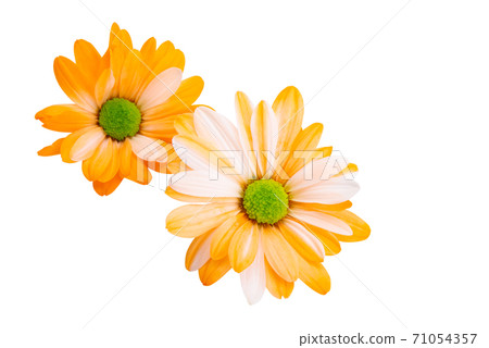 orange chrysanthemum isolated 71054357