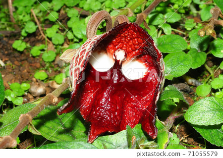 Aristolochia salvadorensis flower 71055579
