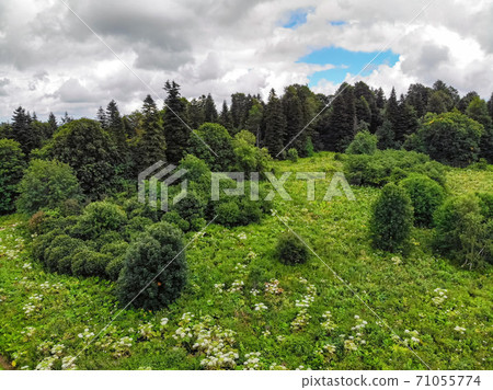 Beautiful mountain summer landscape with flowers and forest Beautiful mountain summer landscape with flowers and forest 71055774