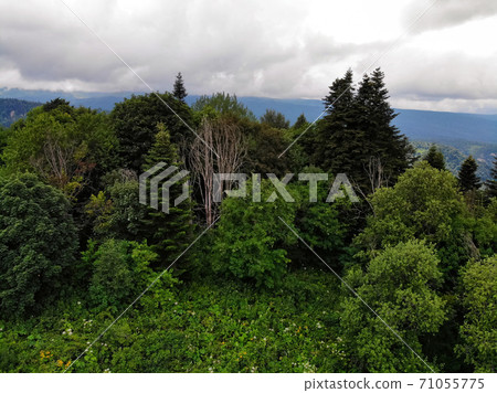 Beautiful mountain summer landscape with flowers and forest Beautiful mountain summer landscape with flowers and forest 71055775