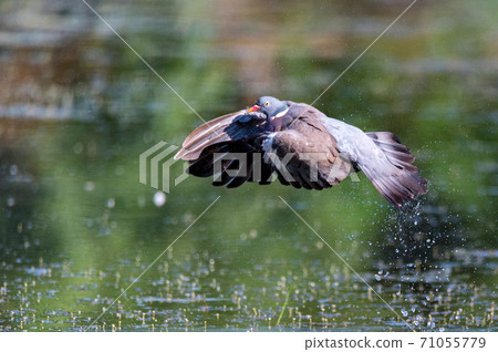 Wood Pigeon or Columba palumbus flying over water 71055779