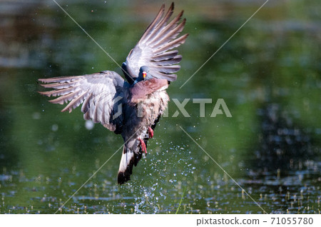 Wood Pigeon or Columba palumbus washes in water Wood Pigeon or Columba palumbus washes in water 71055780