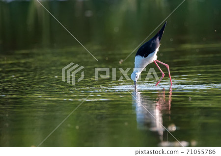 Black-winged stilt or Himantopus himantopus wades in marshland 71055786