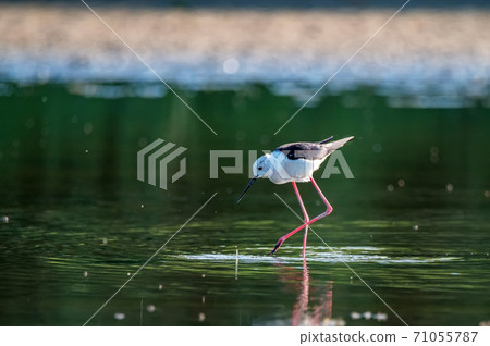 Black-winged stilt or Himantopus himantopus wades in marshland 71055787