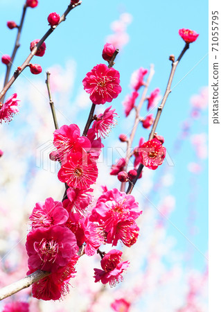 Plum blossoms (Kagoshima Red) 71055795