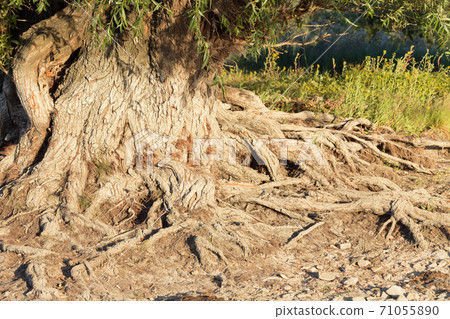 Tree root system of trees on the ground. Tree root system of trees on the ground. 71055890
