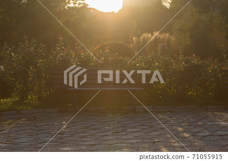 Blurred flowers and bench with shine backlight. 71055915