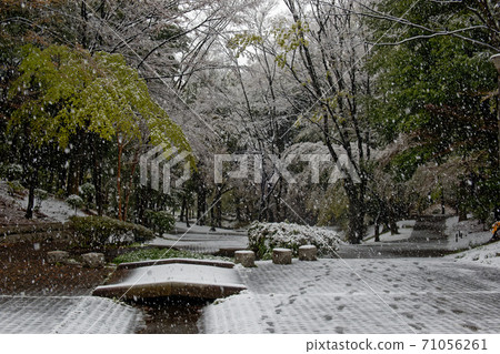Scenery of the green road in Kohoku New Town in the snow Scenery of the green road in Kohoku New Town in the snow 71056261