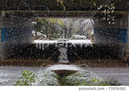 Scenery of the green road in Kohoku New Town in the snow 71056262