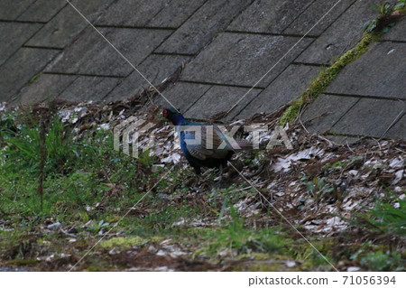 Pheasant that appeared 71056394