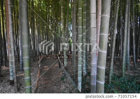 October Setagaya 389 Kitami 5-chome Takeyama Citizen's Green Area 71057154