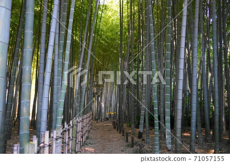 十月世田谷區388北見五丁目竹山市民的綠地 71057155