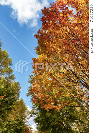 Tateshina (October Yokotani Kannon entrance, autumn leaves, sunny) Tateshina (October Yokotani Kannon entrance, autumn leaves, sunny) 71057230