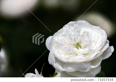 rose rose 71057334
