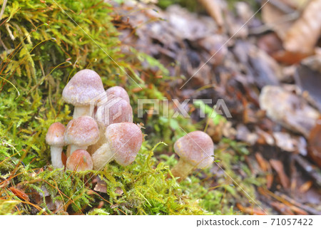 磚紅Hypholoma 71057422