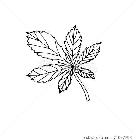 Vector hand drawn doodle sketch chestnut leaf Vector hand drawn doodle sketch chestnut leaf 71057798