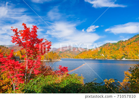 Maple of autumn leaves and Lake Okutone Maple of autumn leaves and Lake Okutone 71057810