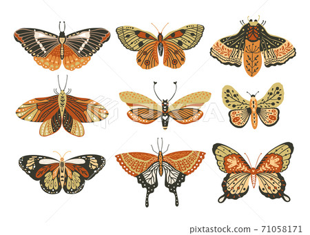 Boho vector butterfly. Boho vector butterfly. 71058171