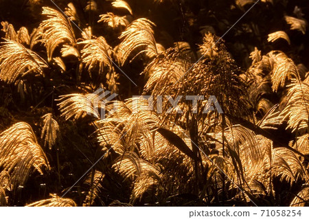 細煙火 細煙火 71058254