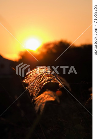 夕陽薄 夕陽薄 71058255