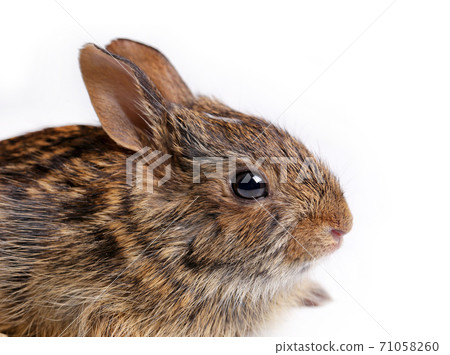 Eastern Cottontail baby rabbit. Eastern Cottontail baby rabbit. 71058260