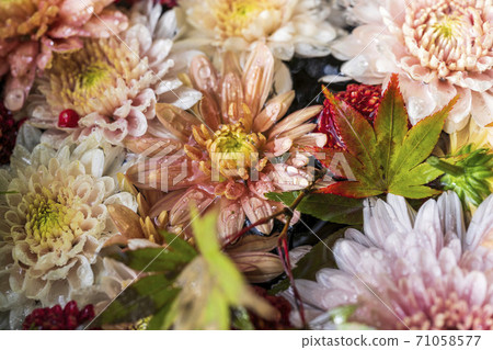 Vivid Hanatemizu (Kikutemizu) Nihonmatsu City, Fukushima Prefecture 71058577