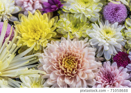 福島縣日本松市市花水清(Kikutemizu) 福島縣日本松市市花水清(Kikutemizu) 71058688