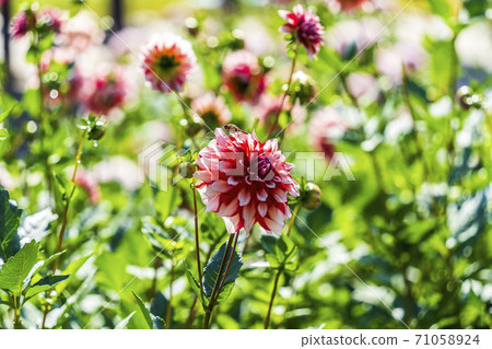 山形縣川西町大花iya 71058924